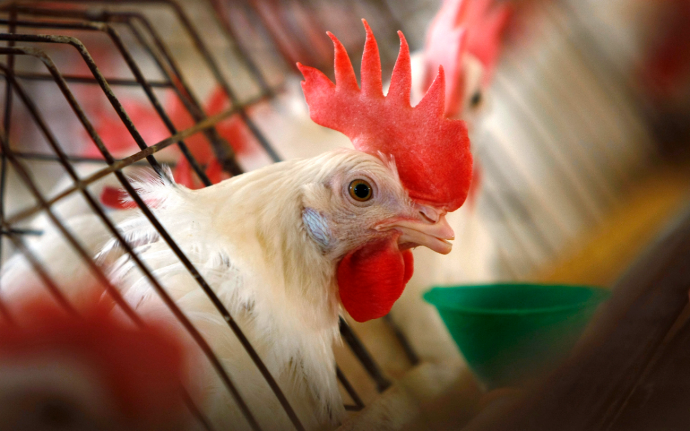 美国禽流感严峻 2022年扑杀5054万隻家禽创新高