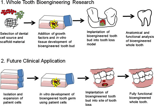 A diagram of a tooth bioengineering process

Description automatically generated
