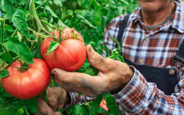 专家分享每天吃番茄对身体的好处
