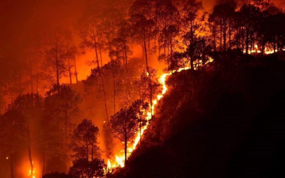 加州的“宝宝性别揭晓派对”发出的“烟花”引发致命的森林火灾