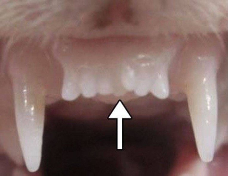 A close up of a cat's teeth

Description automatically generated