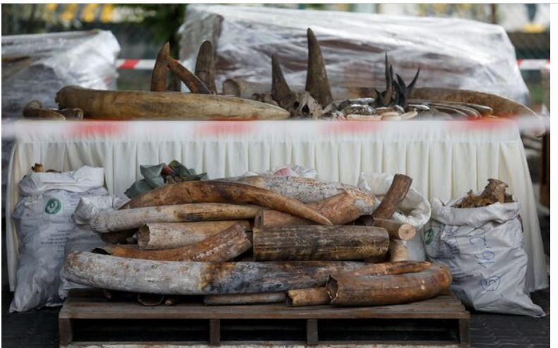 全球瀕危物種保育會議登場　聚焦開放販售犀牛角等議題