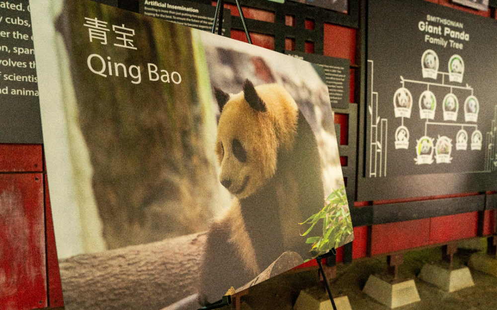 猫熊外交新时代  大猫熊将重返美动物园