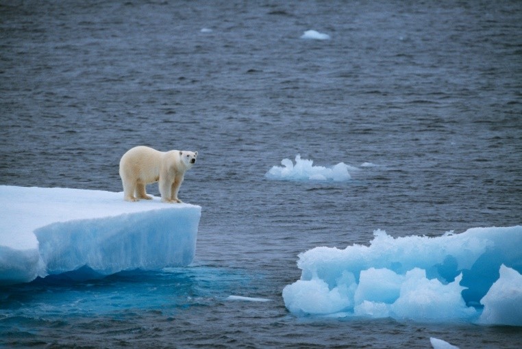 Polar bears on an iceberg

Description automatically generated with medium confidence