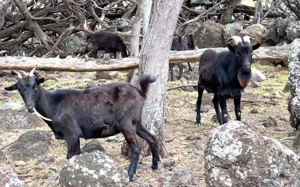 毛伊島哈納馬裏奧徒步旅行看野山羊