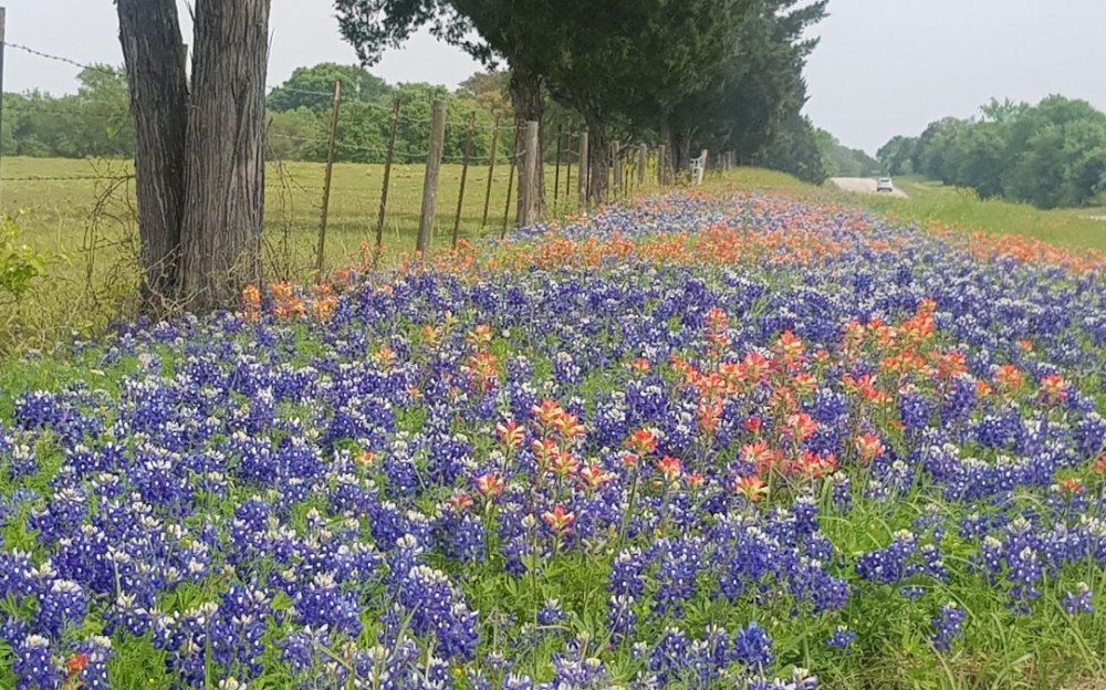 休斯顿附近与Brenham的蓝帽花绽放 大地繽纷上色  赏野花要趁现在!