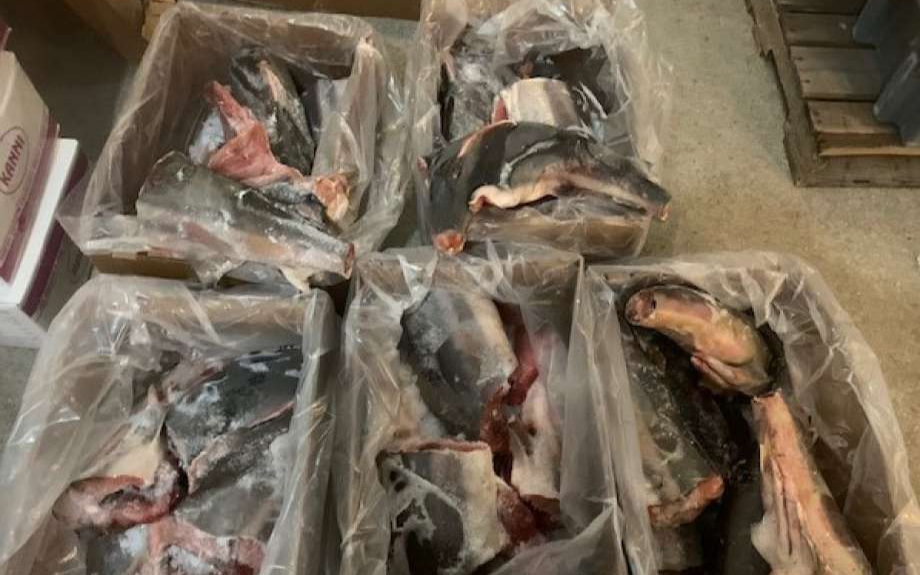 非法出售鯊魚魚翅 十家餐廳遭查處