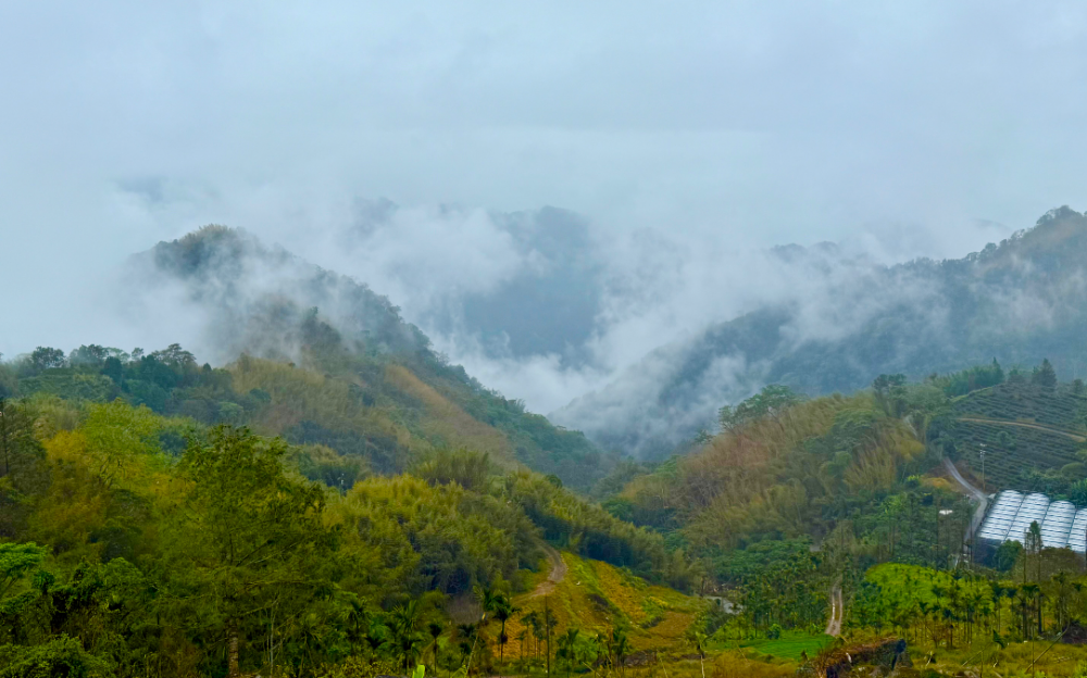 云雾中的阿里山：阴雨邂逅秘境山水，云间品味茶香传奇