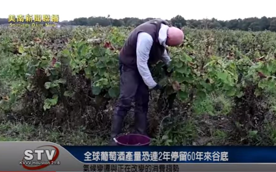 氣候變遷 全球葡萄酒產量恐連2年停留60年來谷底