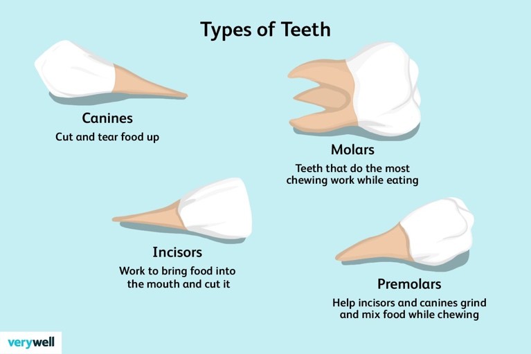 A different types of teeth

Description automatically generated