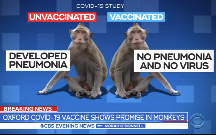 【噩耗】牛津大學接種冠狀病毒疫苗的猴子全部感染冠狀病毒  疫苗無效