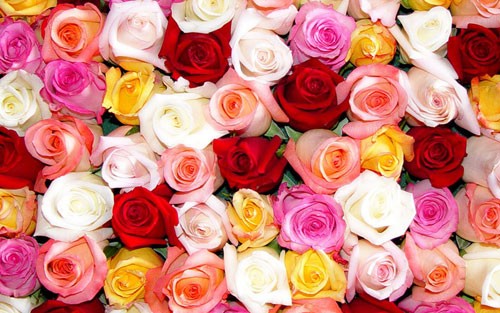 A group of colorful roses

Description automatically generated with low confidence