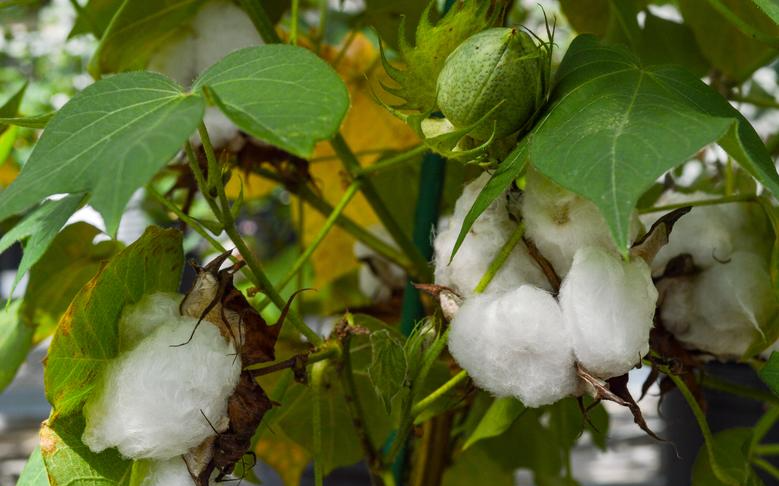 乾旱摧毀德州 全美棉產量今年恐掉2成