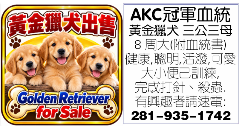 AKC冠軍血統黃金獵犬