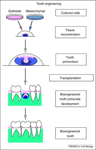 Diagram of a diagram showing the process of a tooth

Description automatically generated