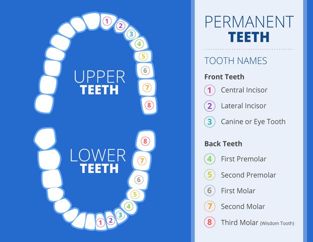 A diagram of teeth with different colors

Description automatically generated with medium confidence