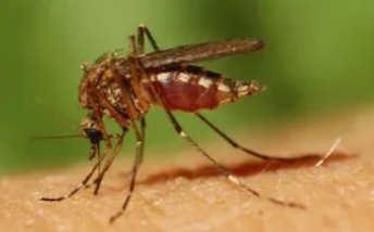 免受蚊子的侵擾: 11種驅蚊妙方 進行防蚊計畫，避免化學傷害