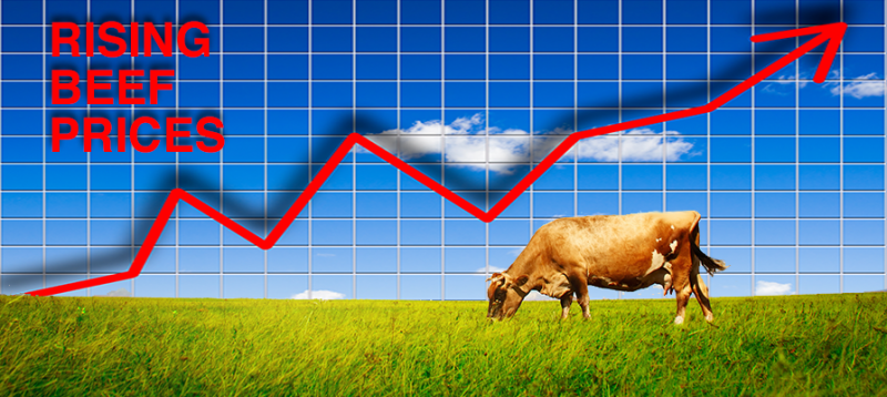 A cow grazing in a field with a graph

Description automatically generated with low confidence