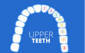 大天使植牙专科 周启诚医生专栏 43——让我们开始了解牙齿的基本知识!