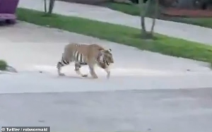 休斯顿Memorial 一带老虎出没！