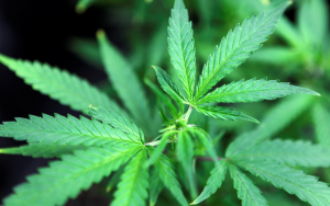 财政困难,德州民主党人推动大麻合法化,共和党抨击