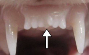 大天使植牙专科 周启诚医生专栏 44 – 牙科的研究与开发和最新进展!