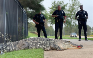 夏天腳步近!德州鱷魚大搖大擺在路上逛街
