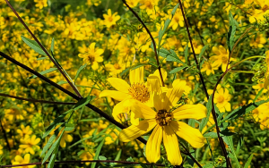秋日黄金花海：休斯顿周边野菊秘境