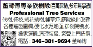 董师傅专业伐树队 (百万保险,多年无事故)