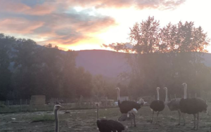 400隻鸵鸟生死命运　成美加热门政治话题