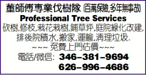 董师傅专业伐树队 (百万保险,多年无事故)