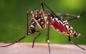 休士顿未来5到7天恐蚊虫肆虐