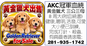 AKC冠軍血統黃金獵犬