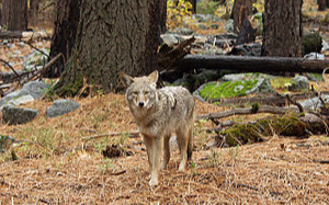 狼來了!生物學家:休士頓郊狼族群暴增