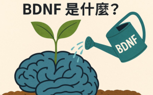 听过「大脑的神奇养料」？如何自然提升?  BDNF 的惊人潜力